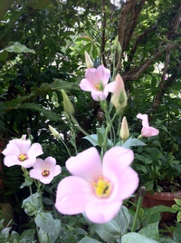 花のお宮より 2014/06/15 03:41:31