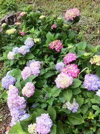 奥武山公園紫陽花プロジェクト！ 2014/05/22 06:31:59