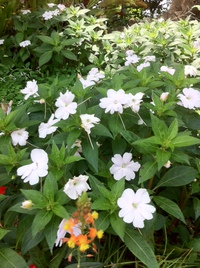花のお宮より 2014/05/30 11:27:19