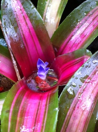 咲いた〜ファイヤーボールの花！ 2014/05/15 11:31:40