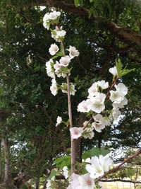 八百万の夢 2014/04/01 23:44:02