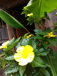 花のお宮より 2014/06/02 06:11:53