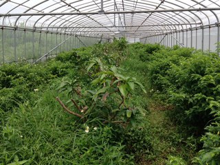 月木の☆おひるは！
