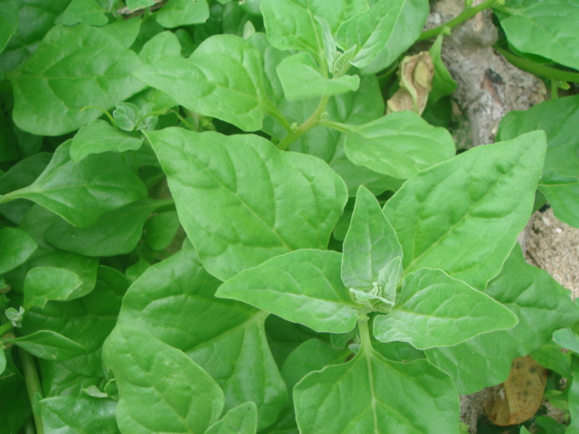 流木と海辺の野菜