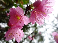 寒緋桜 2016/02/01 15:02:48