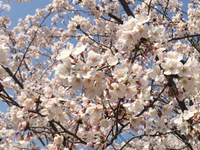 4月の休み 2015/04/09 12:18:52