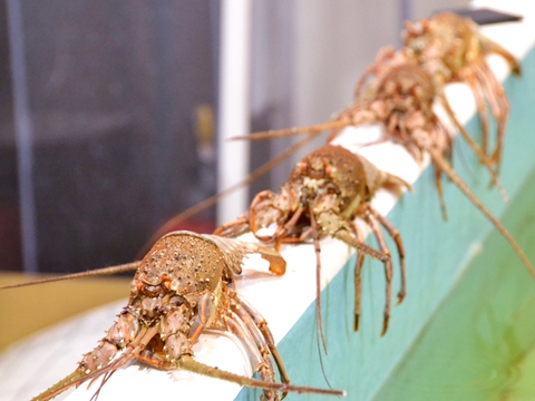 海鮮まぐろ家:トコとわたしのやんばる移住日記  沖縄移住生活、ウサギ 