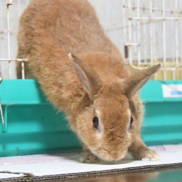はじめの一歩 トコとわたしのやんばる移住日記 沖縄移住生活 ウサギ 手作りレシピに沖縄そばの食べ歩き