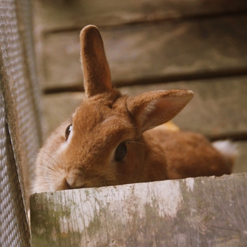 うさぎたちの日常 トコとわたしのやんばる移住日記 沖縄移住生活 ウサギ 手作りレシピに沖縄そばの食べ歩き