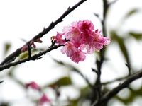 桜２分咲き