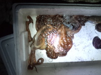 放置………m(__)m 2011/12/28 08:34:28