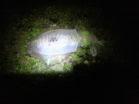 やっと…釣れた(^○^) 2011/02/04 07:54:18