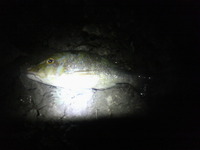 タマン…(⌒‐⌒) 2011/02/06 06:00:19