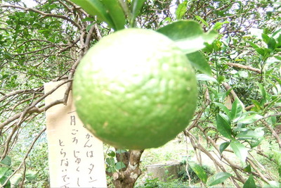 みかん狩り