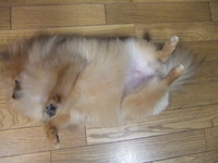 行儀が悪い 2012/09/27 17:00:51