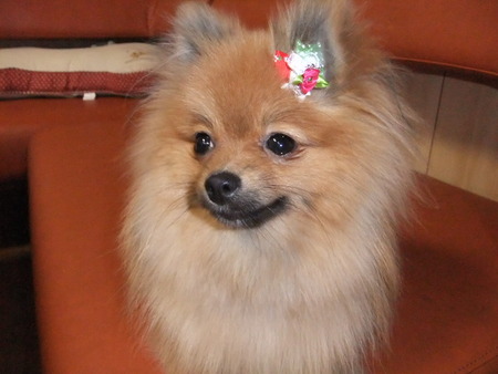 Ｓｍｉｌｅｙ　Ｄｏｇ