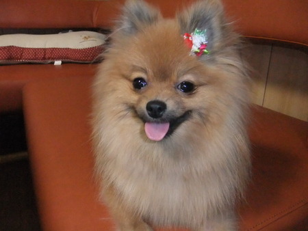 Ｓｍｉｌｅｙ　Ｄｏｇ