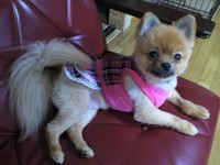 疲れた宇舞ちゃん 2012/11/26 09:00:02