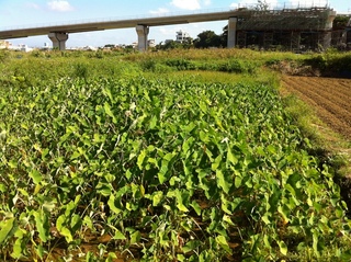39ファーム田芋収穫レポート