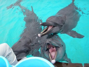 無料で沖縄ちゅら（美ら）海水族館のイルカと遊ぼう！