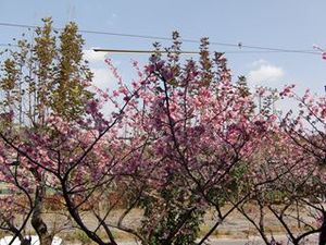 桜