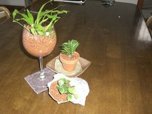ミニ観葉