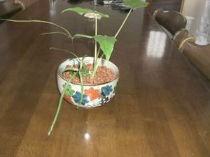 観葉植物