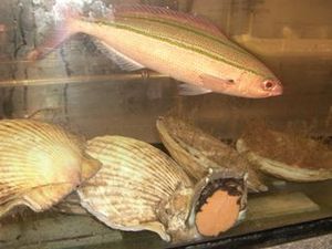 北海道産ホタテ貝