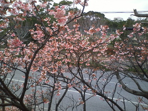 桜