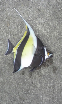 宜野湾新の脈釣り