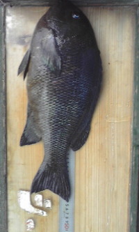 沖縄記録まであと３ｃｍ・・・