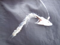 しばらく行けないと言っていたのに・・・笑” 2009/04/07 15:11:13
