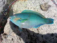 GET！ 2009/05/22 01:30:34