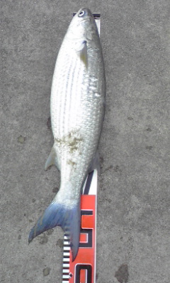 宜野湾に棲む怪物・・・