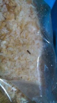 新しいペット！ 2010/03/20 23:59:30