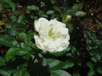 薔薇が咲いた