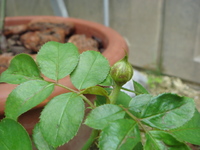 薔薇が咲いた