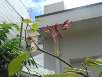 薔薇が咲いた