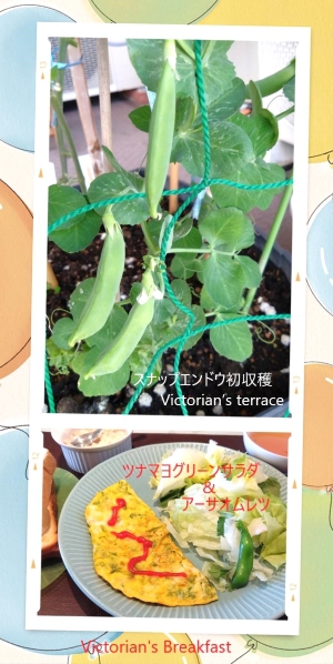 我が家で野菜収穫！～⑥スナップエンドウ