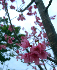 視野をひろ〜く