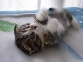 マンチカンの子猫