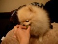 ポメラニアン　動画