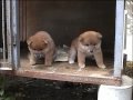 柴犬子犬 - 動画