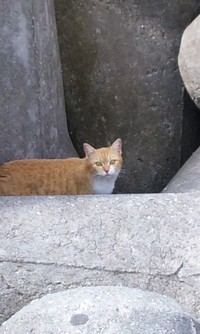 ねこ