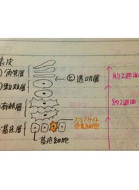 ターンオーバー