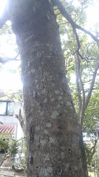 かまびすしい 2011/07/14 20:00:17