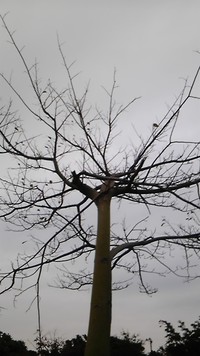 冬の色 2012/01/13 09:16:09