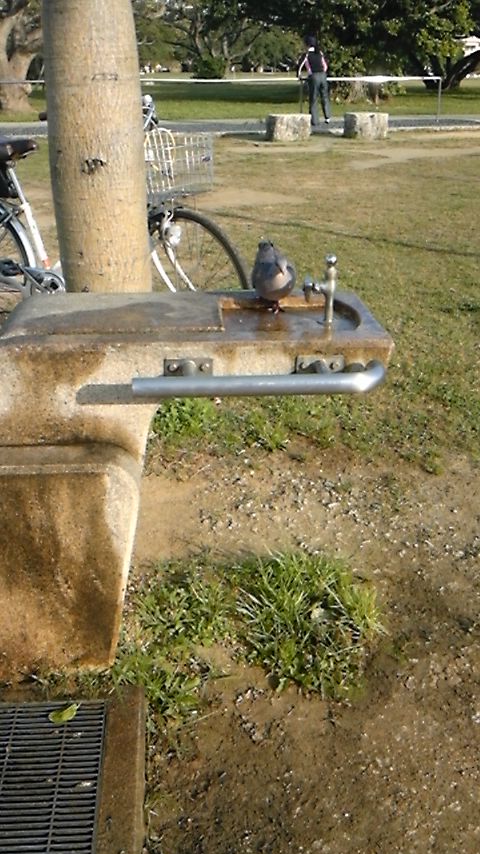 水飲み場で…