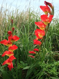 野草パーティー♪ 2013/04/15 16:25:09