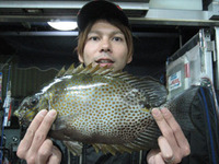アイゴ釣果情報
